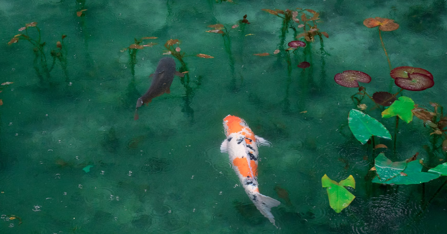 Do Koi Fish Eat Other Fish?
