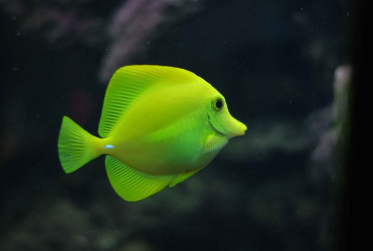 Can You Eat a Parrot Fish?