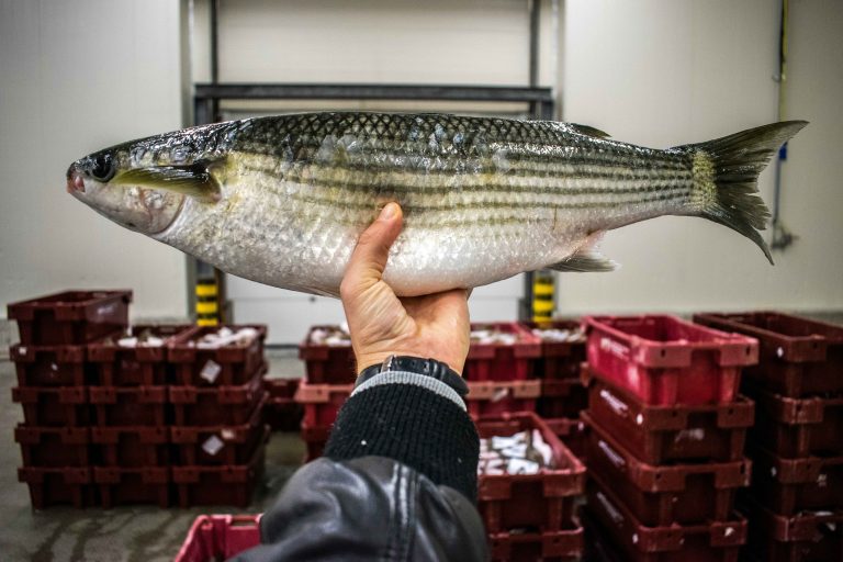 Can You Eat Mullet Fish?