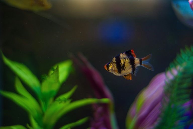 How to Tell If a Molly Fish Is Dying?