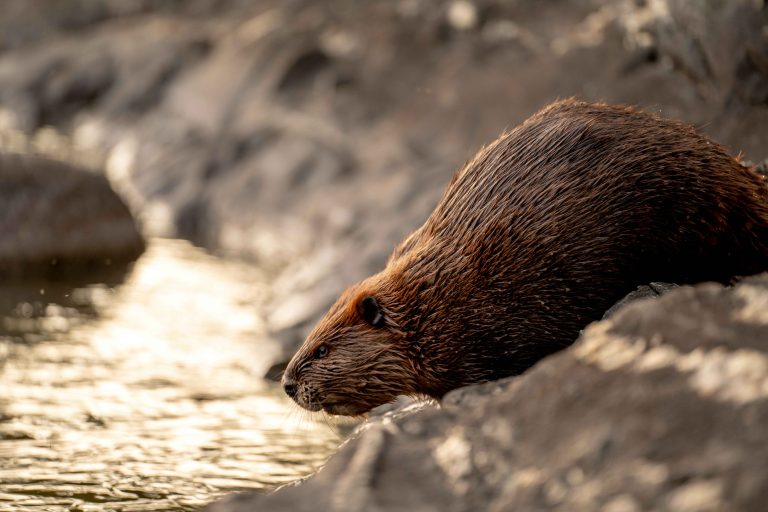 Do Beavers Eat Fish?