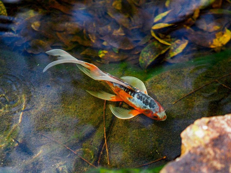 Do Koi Fish Hibernate?