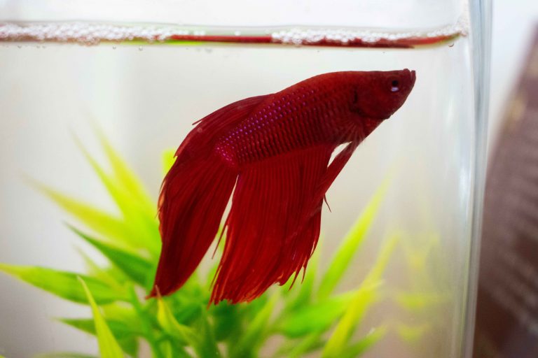 How Long Can a Betta Fish Go Without Food?