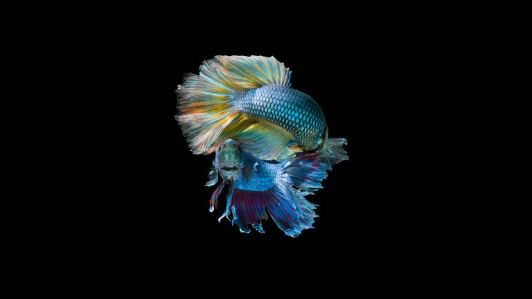 How Long Can Betta Fish Go Without Eating?