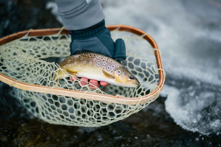 When is the Best Time to Fish For Trout?