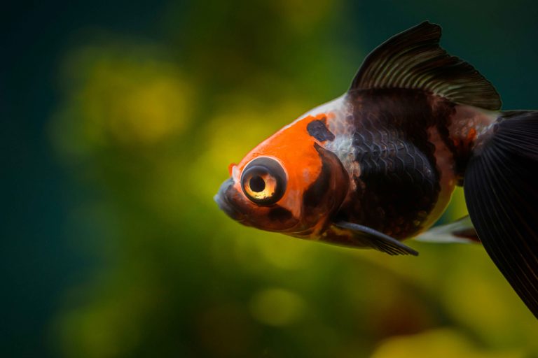 Are Sheepshead Fish Good Eating?