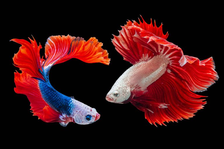 What Plants Are Good for Betta Fish?