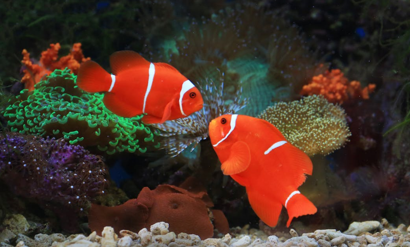 clown fish eat