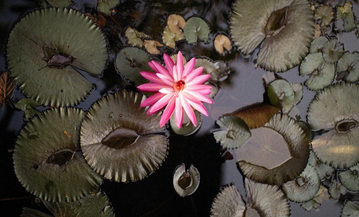 How to Get Rid of Lily Pads Without Harming Fish