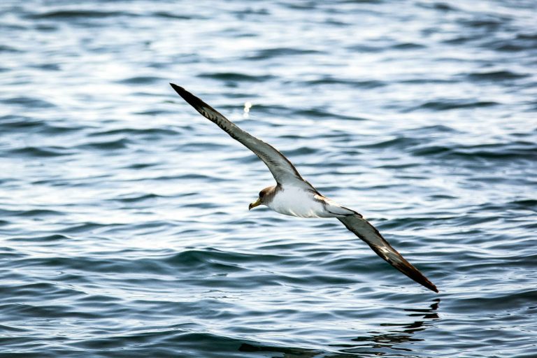 A White-Tailed Predatory Seabird That Eats Fish