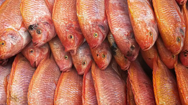 Are Mullet Fish Good to Eat?